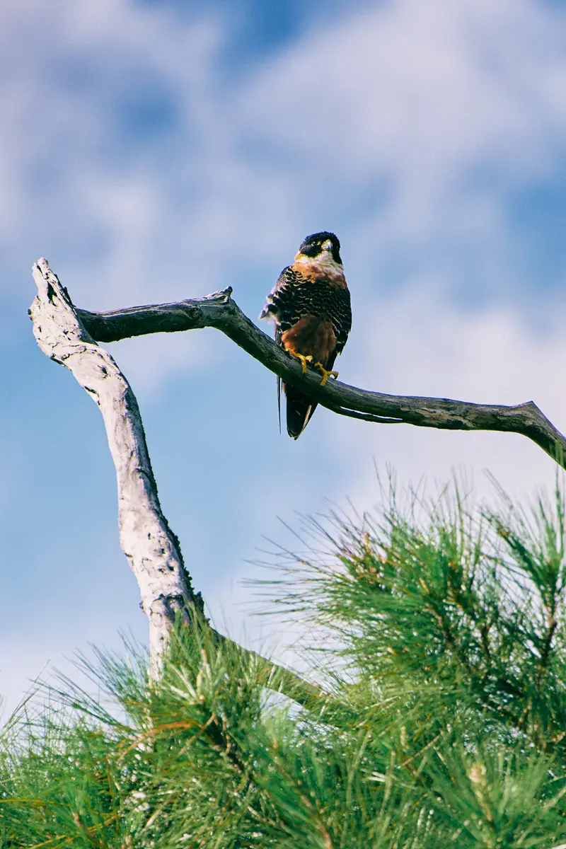orange breasted falcon on treetop
